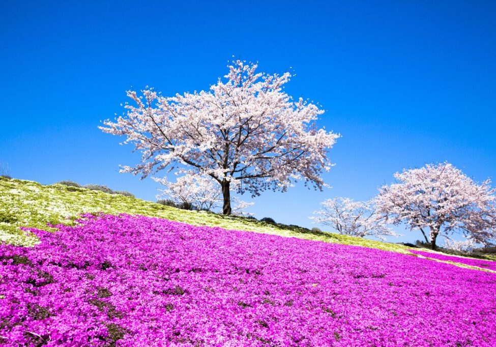 1218890e1ba4e2-4338-412c-82d1-df59d2de1f9b_l