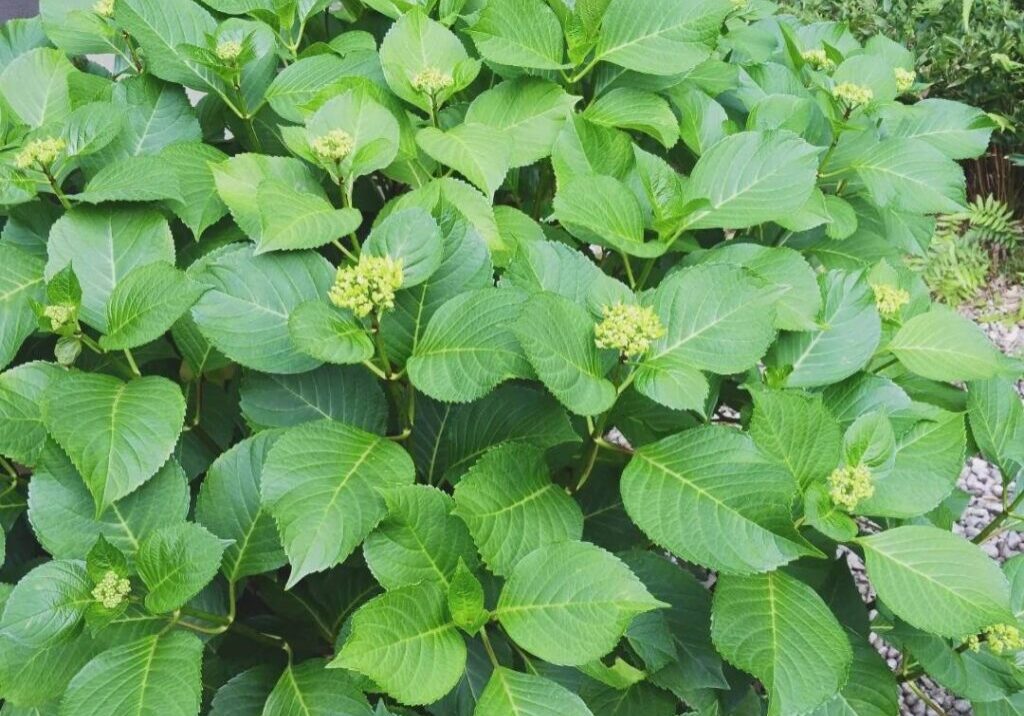 あじさい蕾①